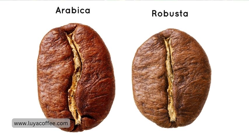 تفاوت ظاهری قهوه روبوستا و عربیکا