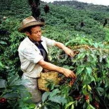 مزرعه قهوه کلمبیا