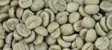 دانه قهوه سبز رست نشده