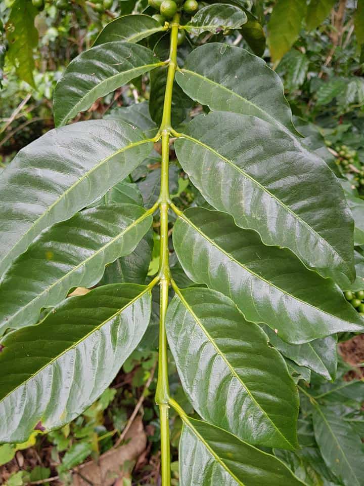 گیاه قهوه ال سالوادور