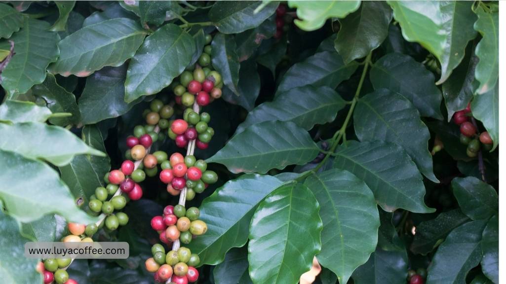 آبیاری گیاه قهوه