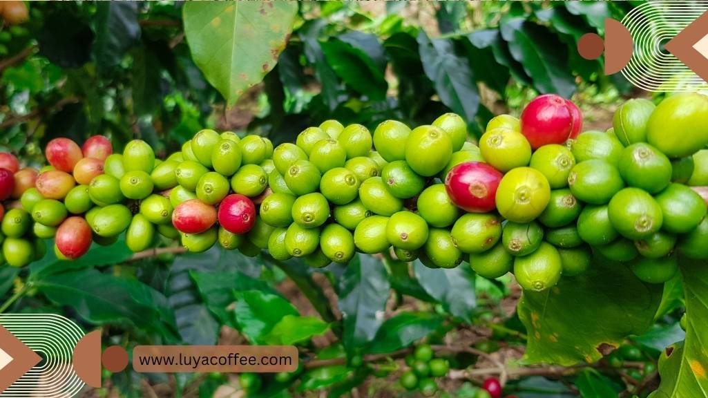 انواع قهوه کلمبیا