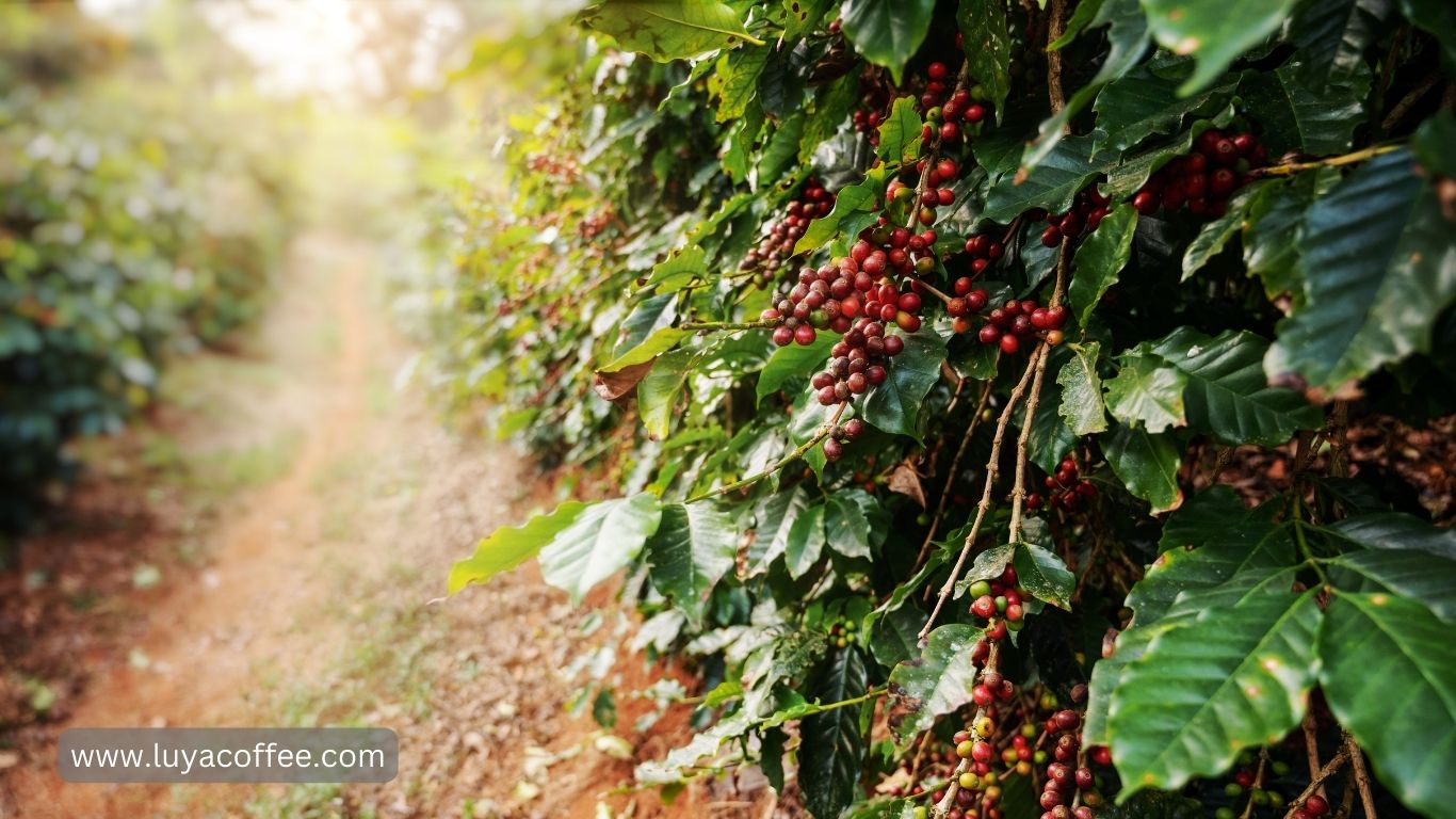 کشاورزی قهوه نپال