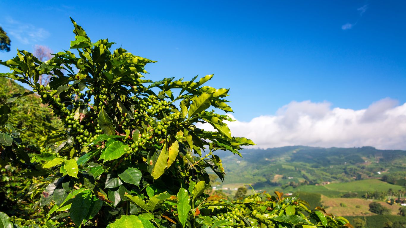 قهوه گواتمالا چیست
