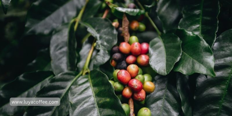 تاریخچه قهوه جامائیکا