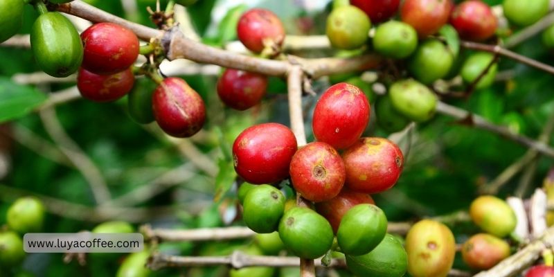 گیلاس قهوه هاوایی