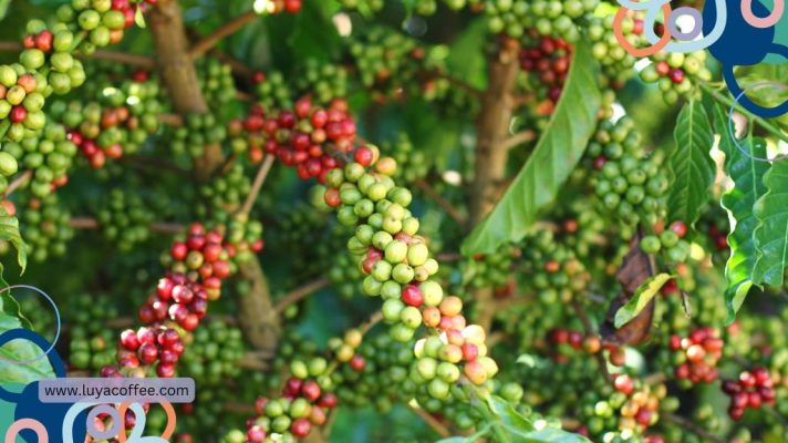 قهوه ویتنام چیست