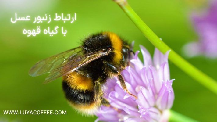 زنبور عسل / گیاه قهوه