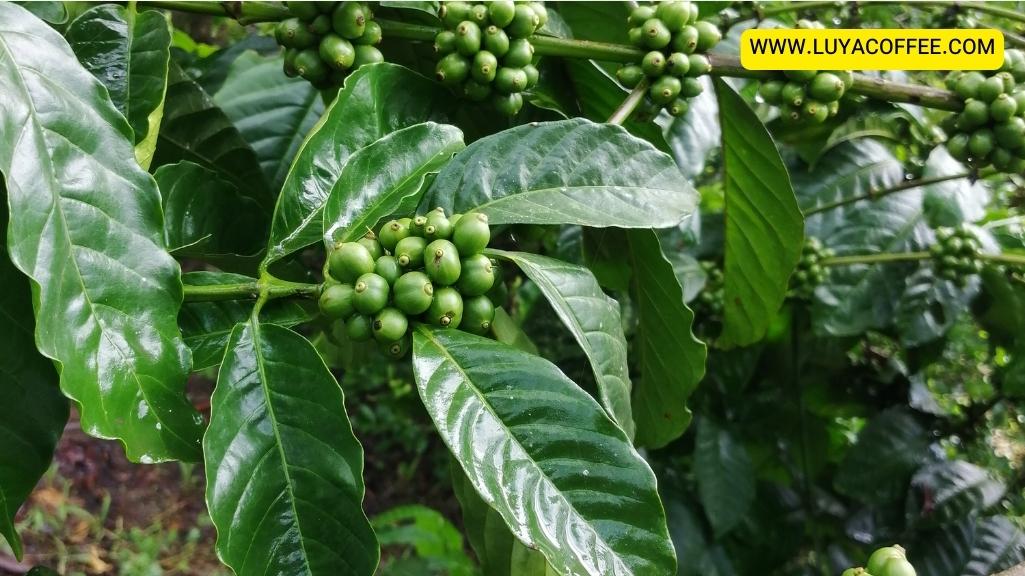 گیاه قهوه روبوستای سواحل عاج،آفریقای مرکزی