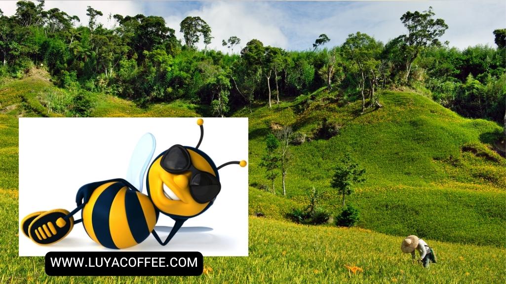 فایده زنبور عسل برای تولیدکنندگان قهوه 