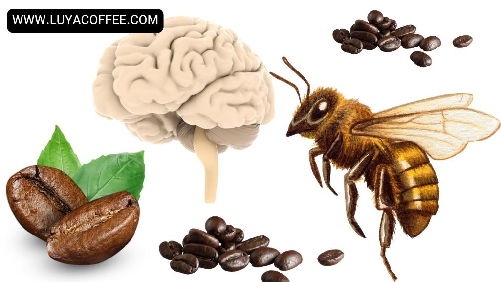 عملکرد تاثیر کافئین بر زنبور عسل و مغز انسان 