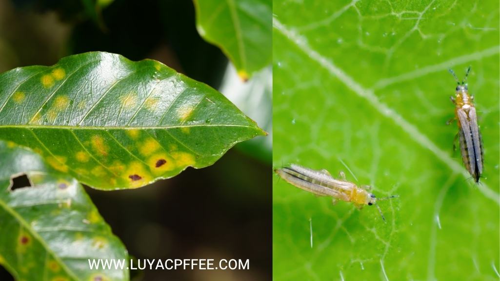 دفع حشرات و آفتهای گیاهی با تفاله قهوه 