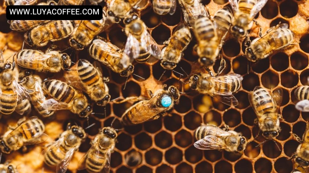 آیا کافئین قهوه دافع زنبور عسل از گیاه قهوه است