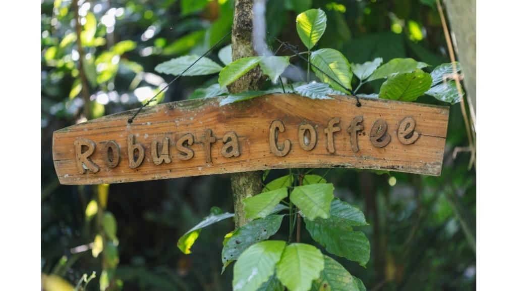 معرفی قهوه روبوستا