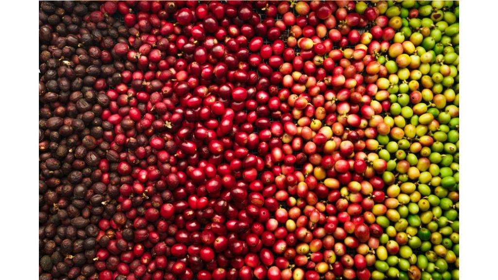 طعم قهوه سینگل اورجین