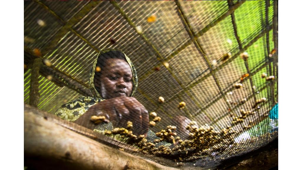 خرید قهوه سینگل اورجین