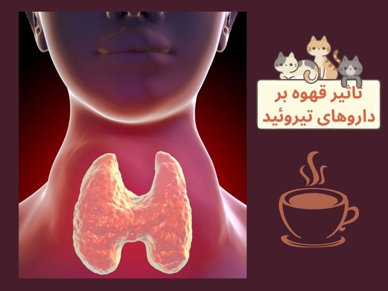 قهوه و داروهای تیروئید
