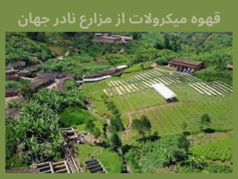 قهوه میکرولات از مزارع نادر جهان