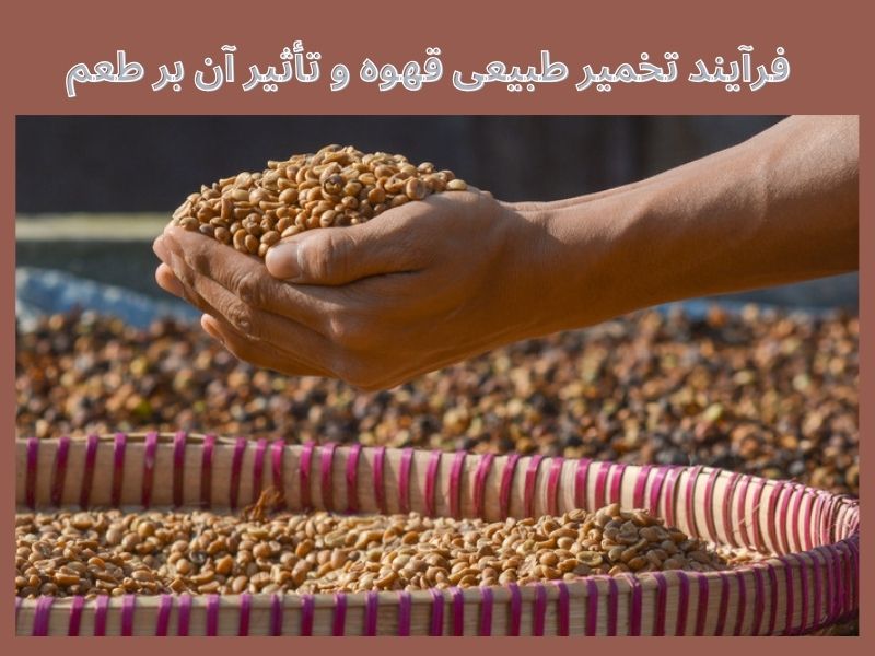 تخمیر قهوه و تأثیر آن‌ها بر طعم