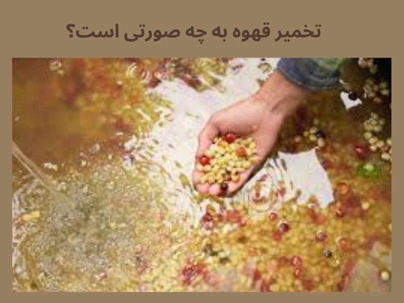تخمیر قهوه چیست؟