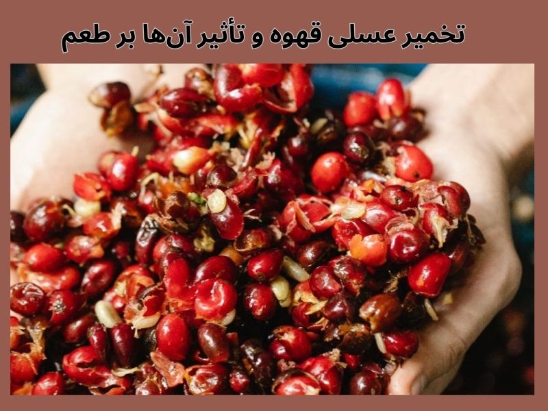 تخمیر عسلی و طعم قهوه 