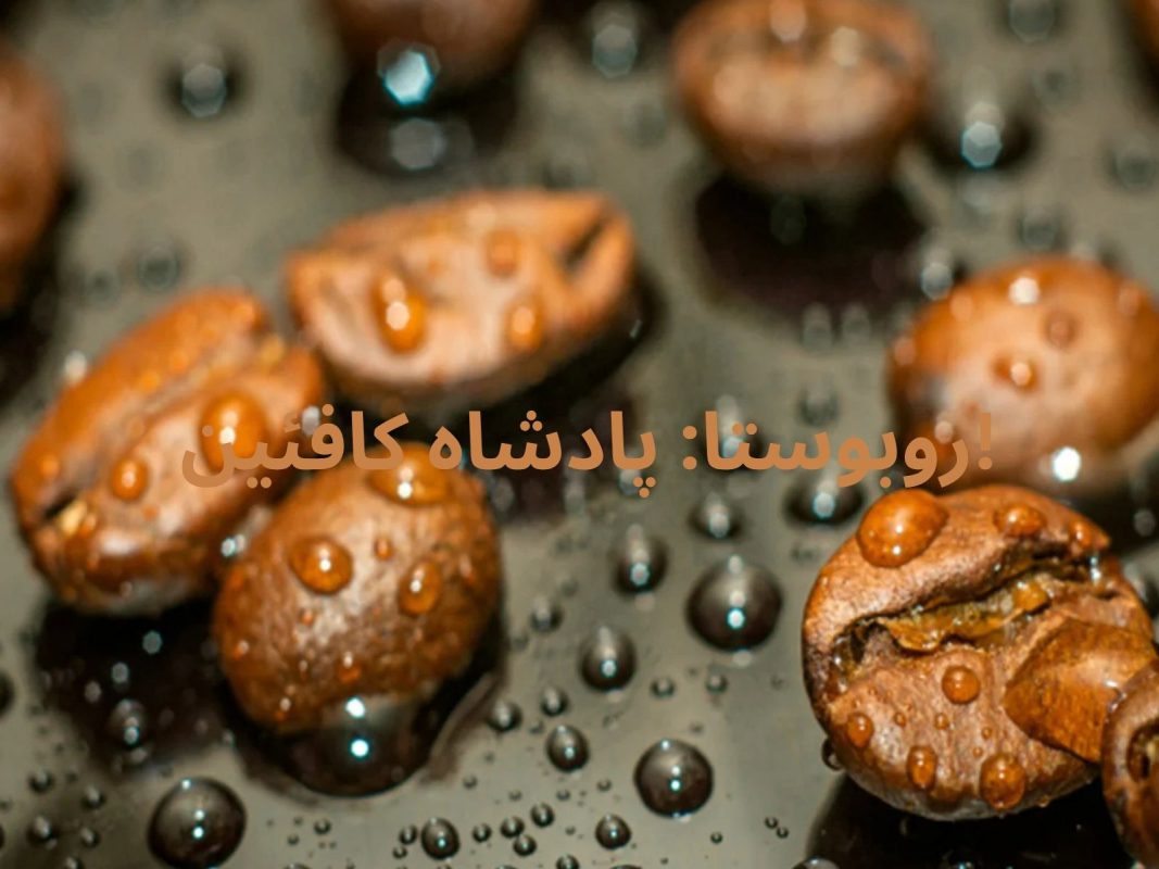روبوستا: پادشاه کافئین